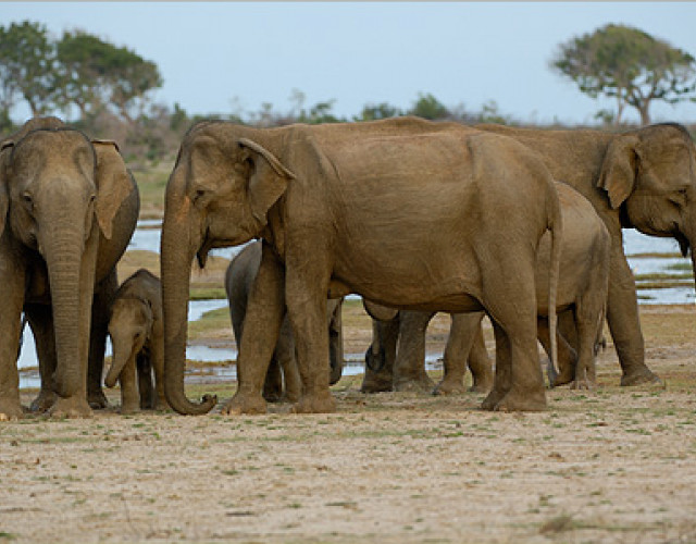 Asian-Elephants.jpg