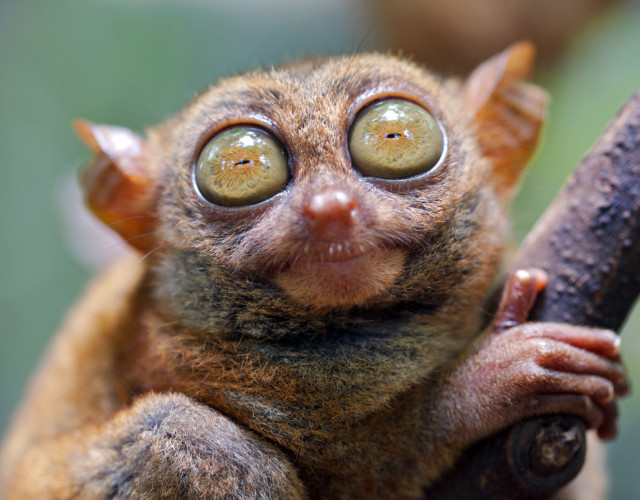 Bohol-Tarsier03-David-Hettich-web.jpg