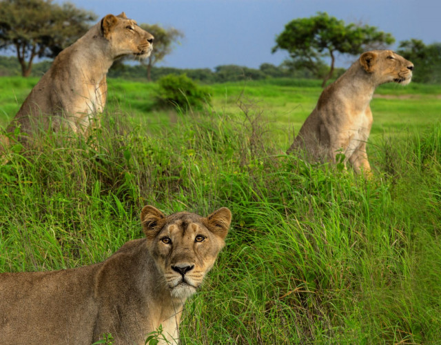 IMG_7438---Gir-Forest,-Gujarat.jpg