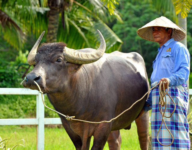 BUFFALO-PARK-2-web.jpg