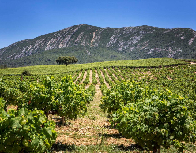 arrabida-vineyards.jpg