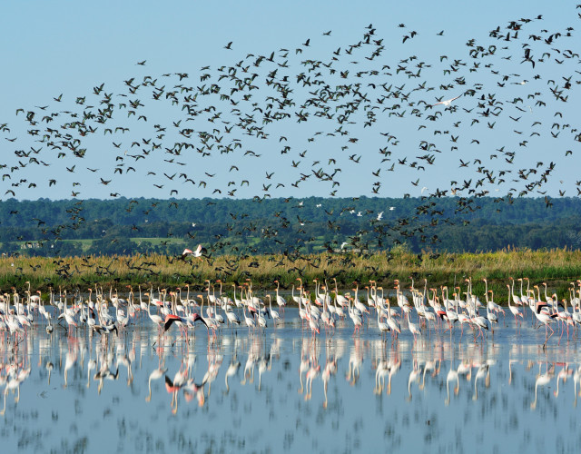 birdwatching-tejo-tagus-evoa-lisboa.jpg