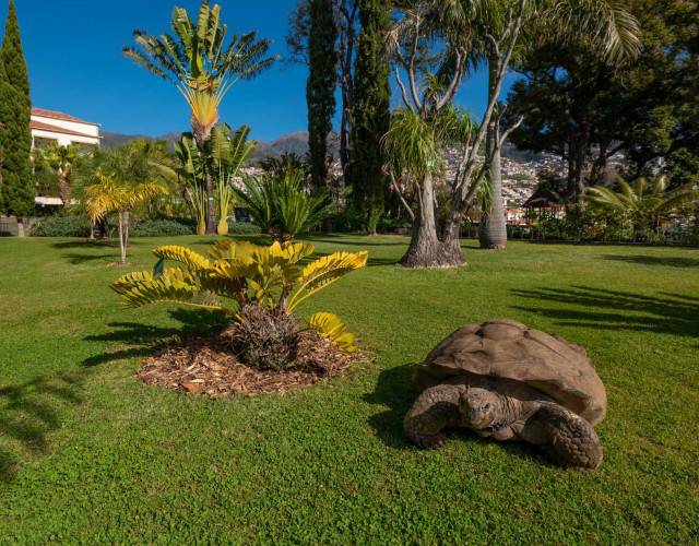 32.-COLOMBO-61-YO-GALAPAGOS-TORTOISE-@-QUINTA-JARDINS-DO-LAGO_web.jpg