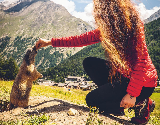 Murmeli-Saas-Fee-(c)SaastalTourismusAG-PuzzleMedia.jpg