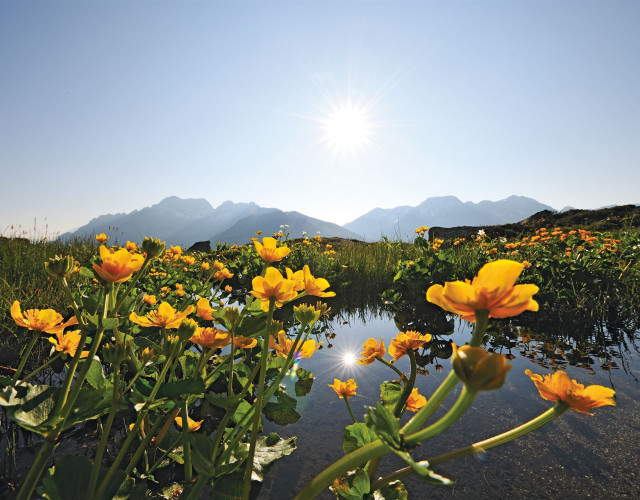 7_2010_blumen_gemsstock.jpg