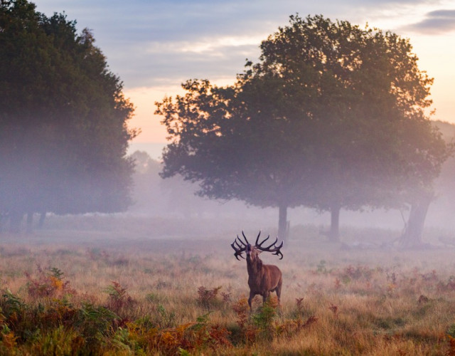 2015-10-20-Richmond-Park_-44.jpg