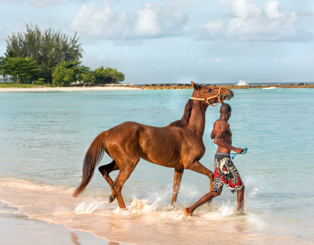 horse_at_the_beach-web.jpg