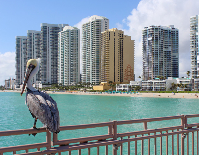 Sunny-Isles-Beach-pelican-on-pier.jpg